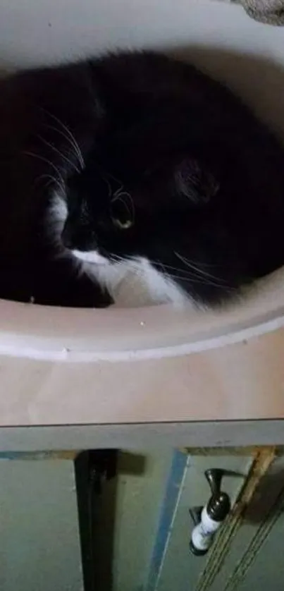 Black and white cat comfortably sitting in a bathroom sink.