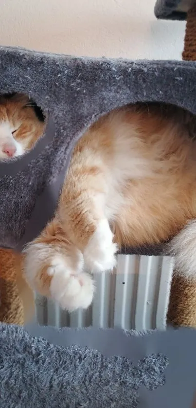 Ginger cat comfortably lounging in a cozy cat tree.