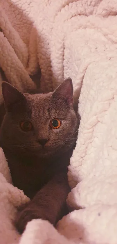 Gray cat comfortably lying in a fluffy white blanket.