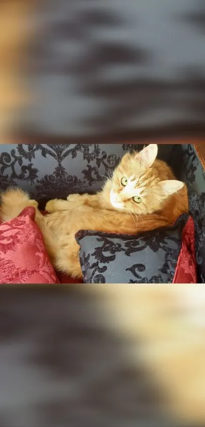 Ginger cat lounging among elegant red and black cushions.