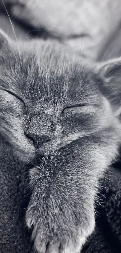 Monochrome wallpaper of a cute sleeping kitten, perfect for cozy backgrounds.