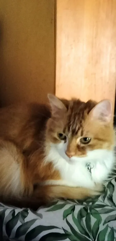 Fluffy ginger cat resting in a cozy setting with natural greenery.