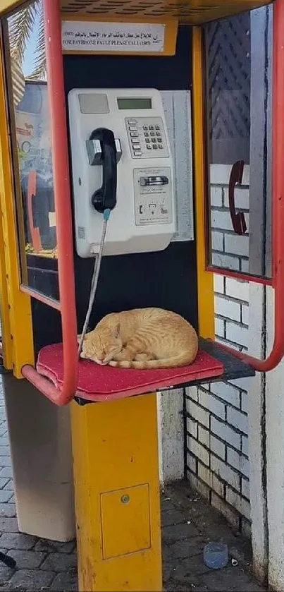 Cat resting comfortably in a yellow phone booth.