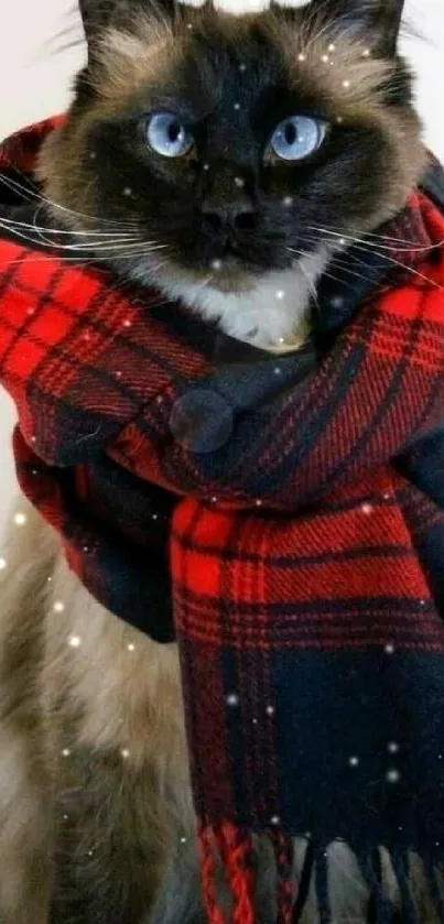 Siamese cat with blue eyes in red plaid scarf.