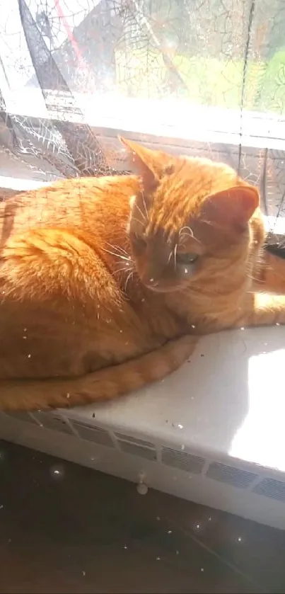 Ginger cat relaxing in sunlight by a window.