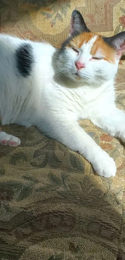 A cat relaxing in sunlight on a textured couch.