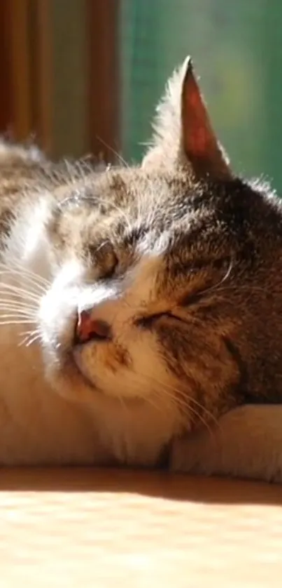 Sleeping cat basking in warm sunlight on a cozy surface.