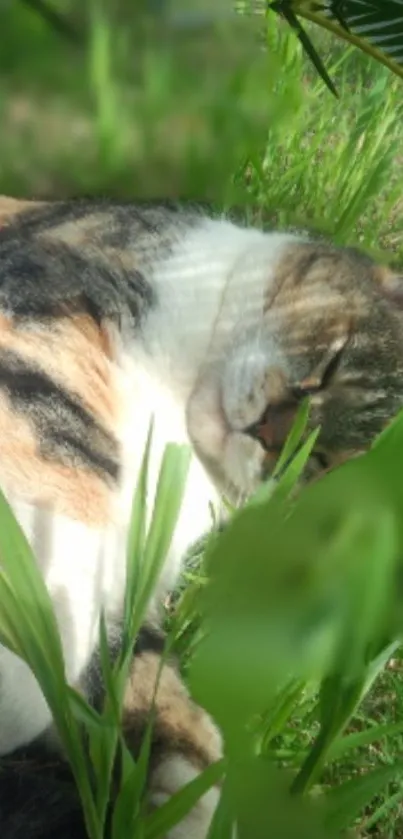 Relaxed cat lying in lush, sunlit green grass.