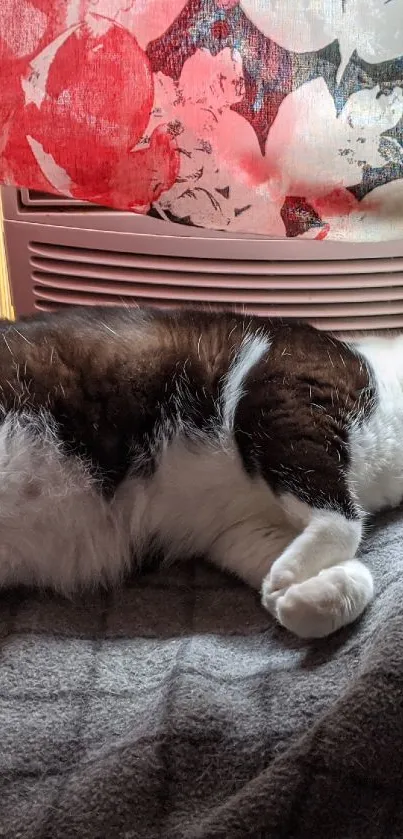 Cozy cat lying by a window with floral curtain above.