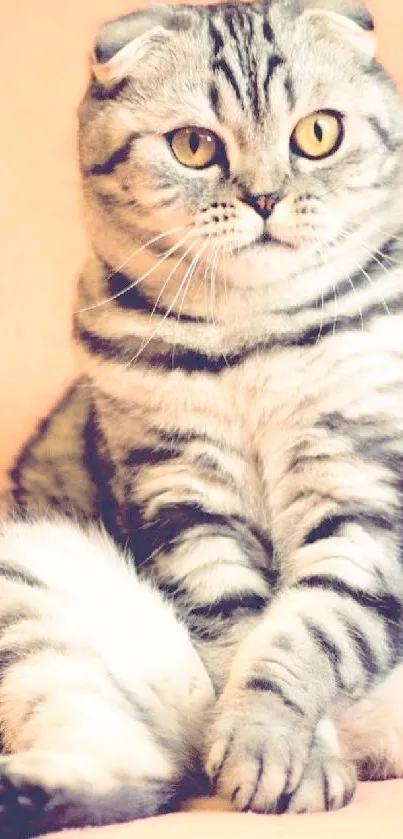 Cute cat with folded ears sitting on a beige blanket.