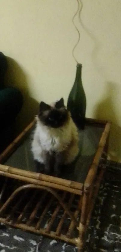 Cat sitting on bamboo table in cozy room.