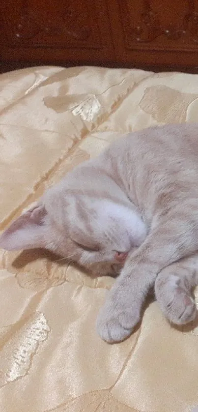 Light brown cat sleeping on a golden blanket.