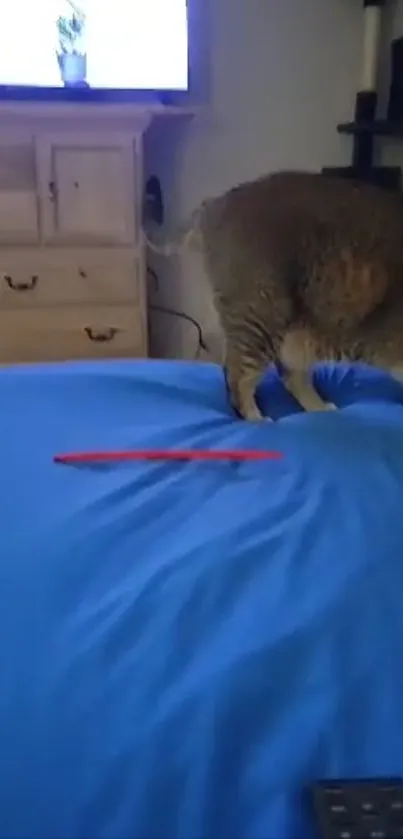 Charming cat standing on a blue bedspread in a cozy bedroom.