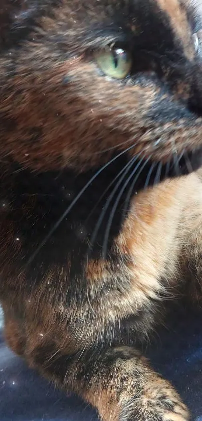 Tortoiseshell cat lounging on blue blanket.