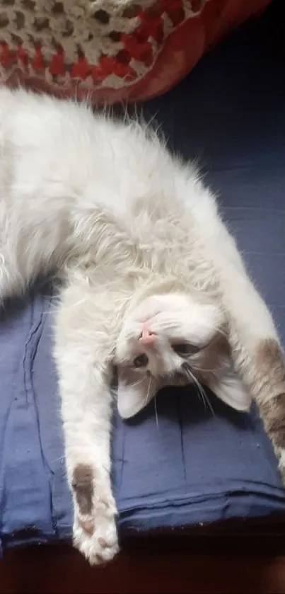 A cozy cat stretched out on a blue blanket, looking cute and relaxed.