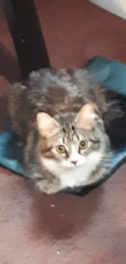 Fluffy cat sitting on a blue cushion on the floor.