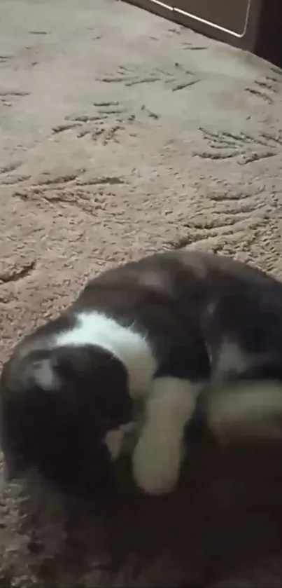 Cozy cat sleeping on a textured brown carpet.