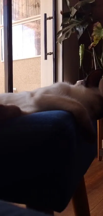 Cat lounging on a blue couch in a cozy living room.