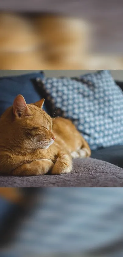 Ginger cat relaxing on a cozy couch with decorative pillow in the background.