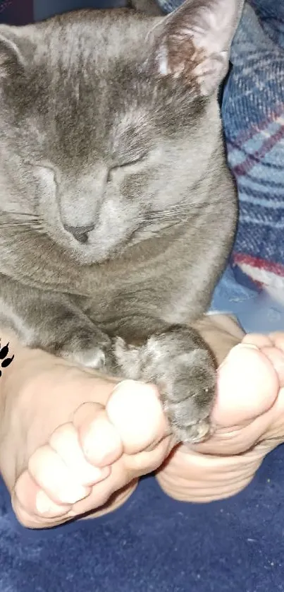 Gray cat resting on bare feet on a cozy blanket.