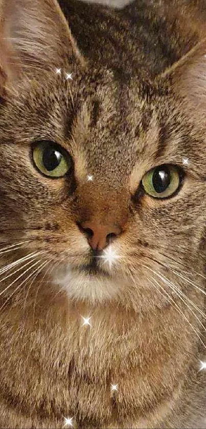 Tabby cat resting on soft gray carpet, calm and cozy scene.