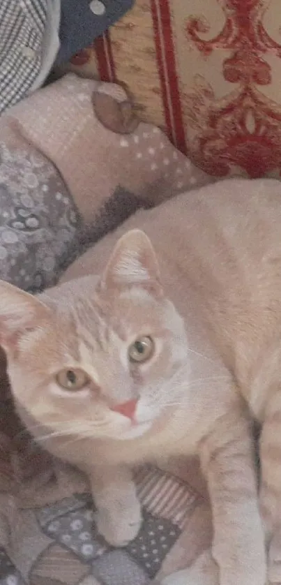 Beige cat lounging on a cozy patchwork chair.