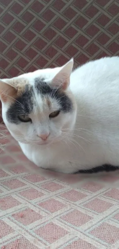 White cat resting on a patterned chair, creating a serene and cozy look.