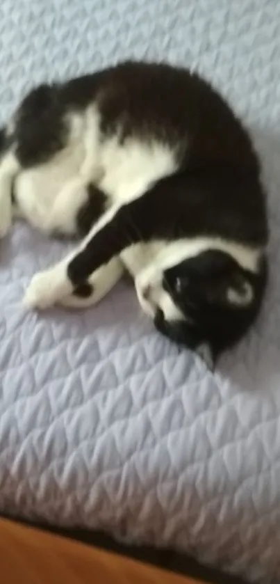 Cozy black and white cat resting on a light blue quilt.