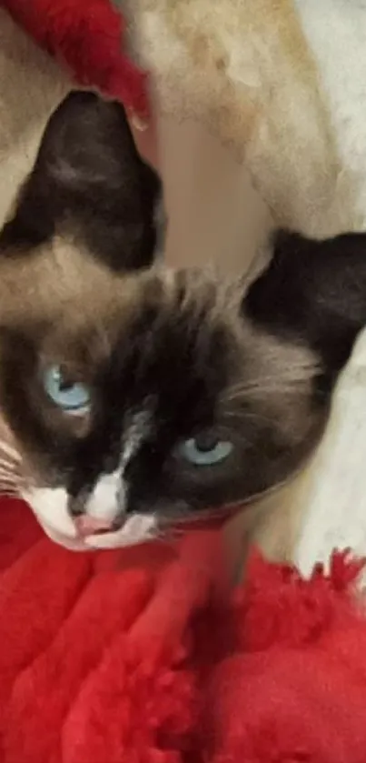 Cat with blue eyes lounging on a red blanket.