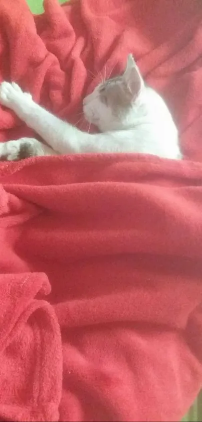 White cat sleeping on a red blanket, creating a cozy and warm mobile wallpaper.