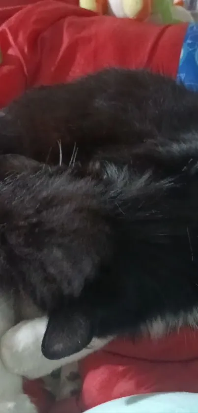 Black and white cat sleeping on a red blanket.