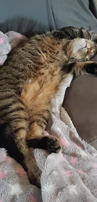 Tabby cat sleeping on a plush blanket with a cozy pose.