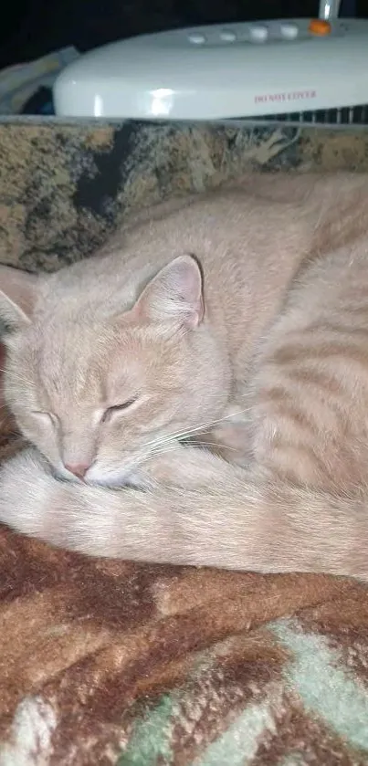 Beige cat resting on a soft brown blanket with a serene expression.