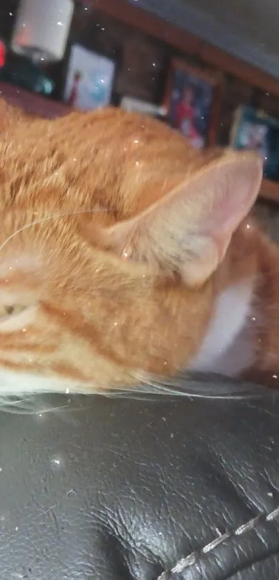 Ginger cat resting on a leather couch, close-up view.