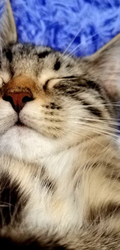 Sleeping cat on a blue fluffy blanket.