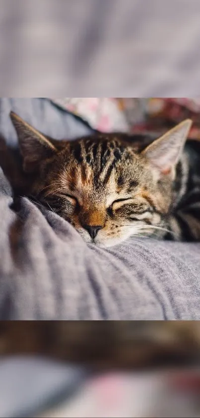 A cozy tabby cat sleeping on a soft gray pillow.