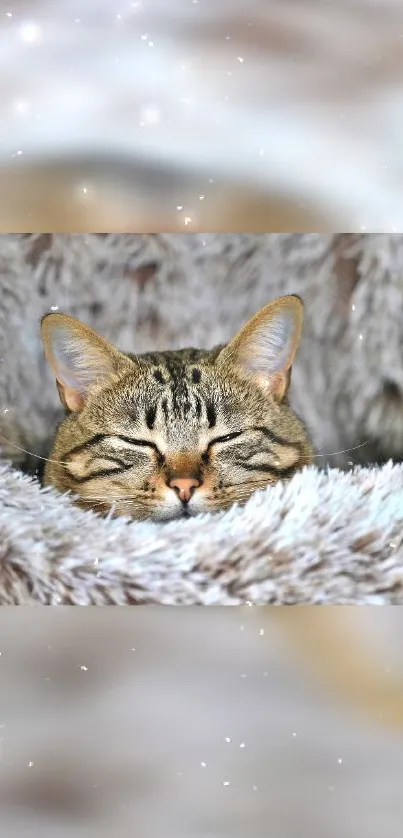 A cozy cat peacefully sleeps in a fluffy, serene background.