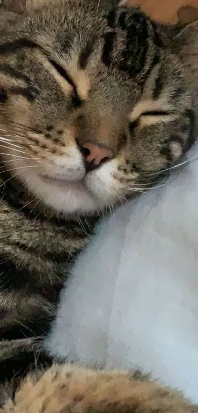 A peaceful tabby cat sleeping on a soft white pillow.