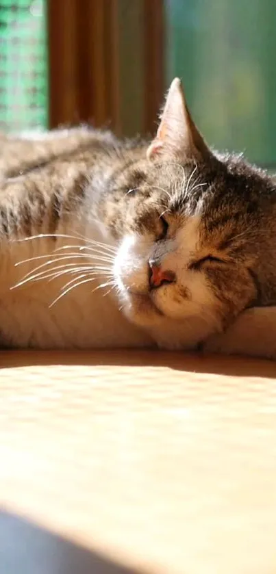 Cozy cat sleeping in sunlight on a warm day.