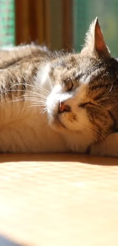 A cozy cat sunbathing in a warm, sunlit room.