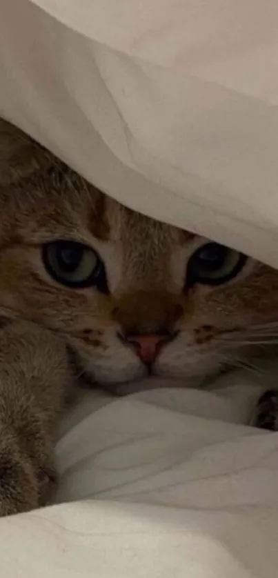 Cat snuggled comfortably under a white blanket.