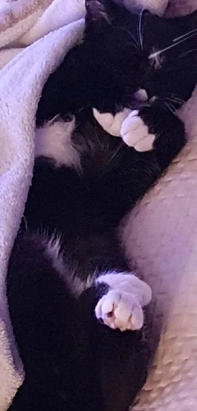 Black and white cat sleeping under a soft blanket.