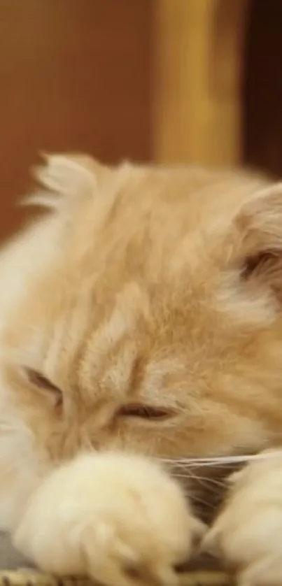 Fluffy orange cat peacefully resting.