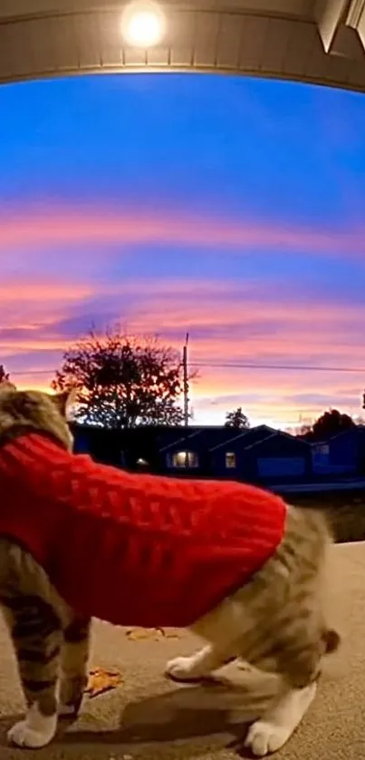 Cat in a red sweater watching a vibrant sunset from a porch.