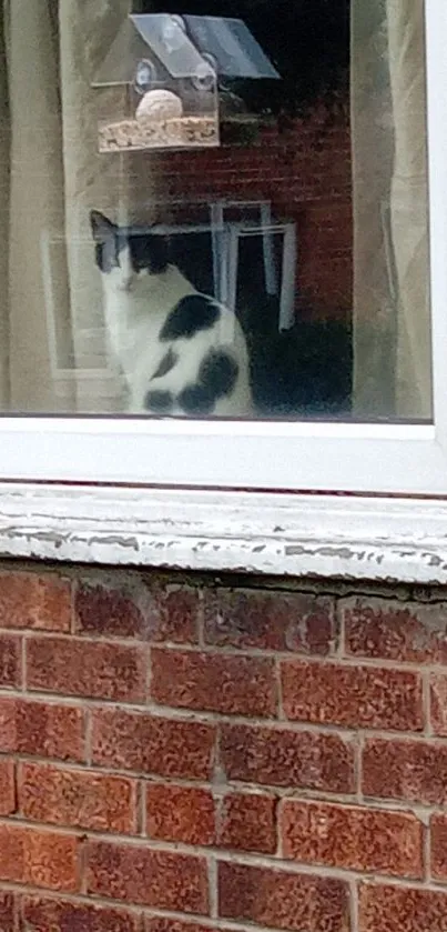 Black and white cat gazes out a window with brick wall outside.