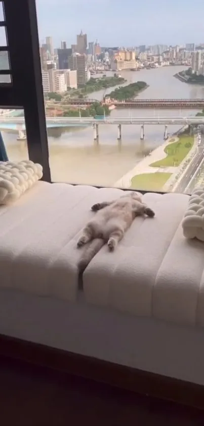 Cat lying by a window with city view.