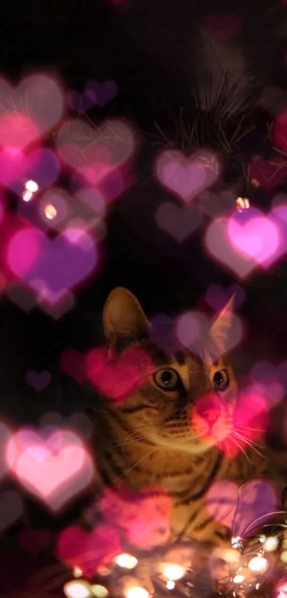 A cat with heart-shaped bokeh lights in a cozy and warm setting.