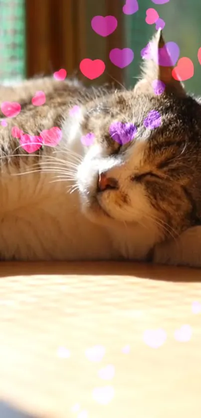 Cozy sleeping cat with heart overlay in sunlight.