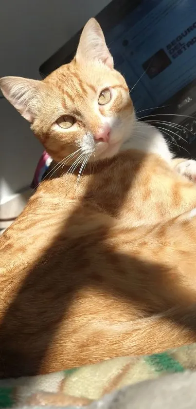 Orange cat lounging near laptop in sunlit room, cozy mobile wallpaper.