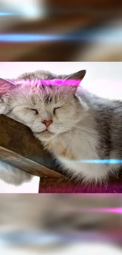 Sleeping cat on a branch with neon light accents